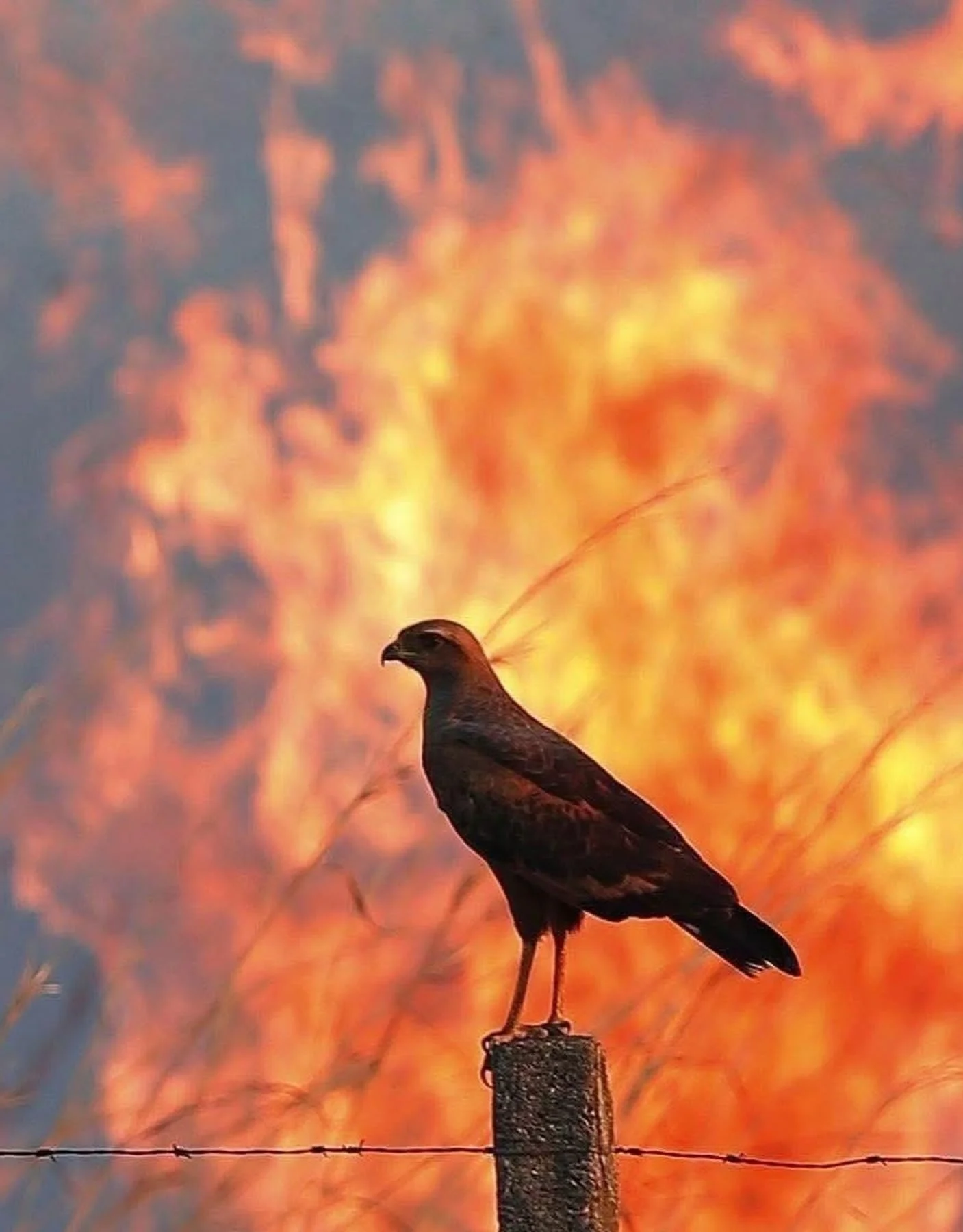 Greifvogel auf einem Pfosten vor lodernden Flammen – Symbol für bedrohte Natur